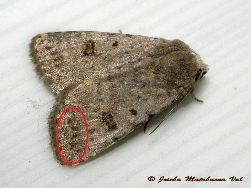 Caradrina (Platyperigea) proxima? No, Caradrina (Platyperigea) kadenii Noctuidae